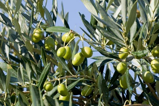 Grappes d'olives sur un olivier