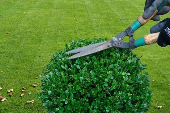 Taille d'un buis en forme de topiaire ronde à l'aide de cisaille