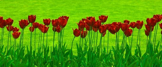 Tulipes rouges dans un champs