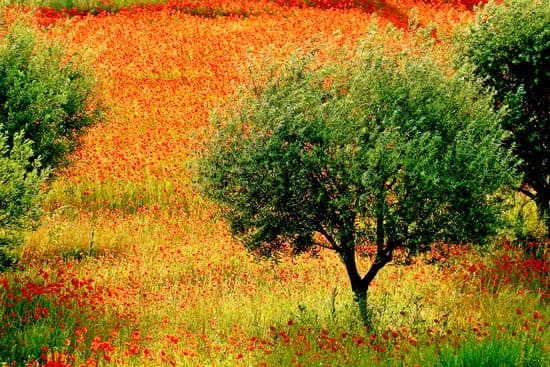 Oliviers dans un champ de coquelicots