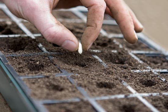 Plantation d'une graine