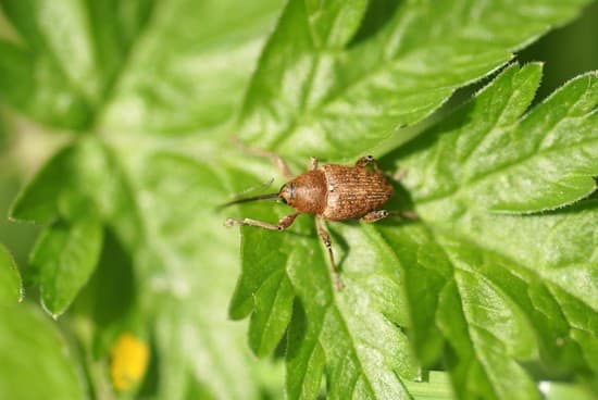 Charençon posé sur une feuille Charençon posé sur une feuille