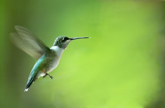 Résultat de recherche d'images pour "image de colibri"