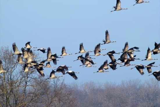 Vol de grues cendrées