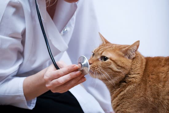 Vétérinaire auscultant un chat