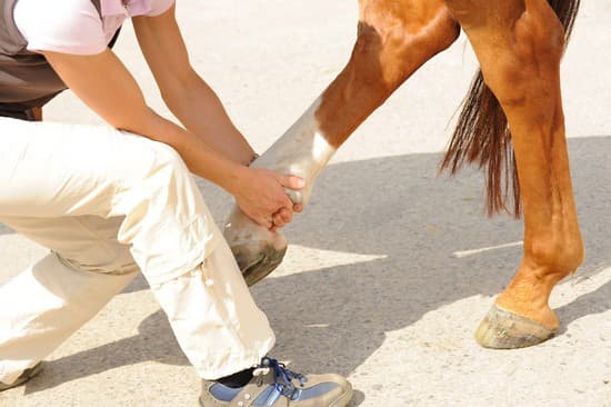 Vétérinaire soignant la patte d'un cheval
