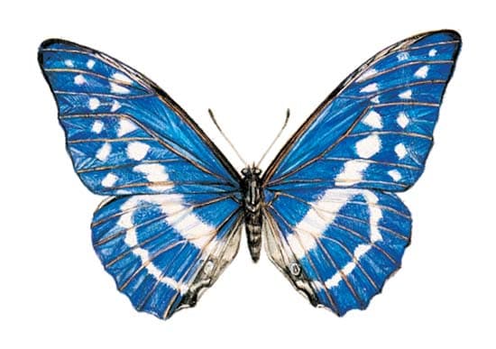Morpho cypris