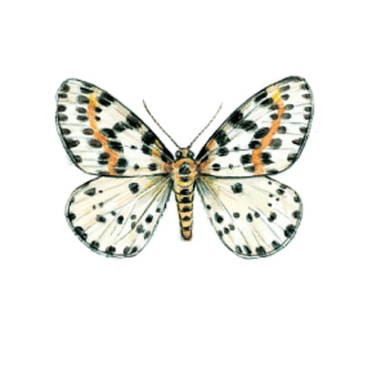 Phalène du groseiller Phalène du groseiller