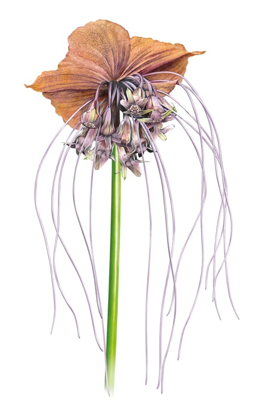 Tacca ou fleur du Diable