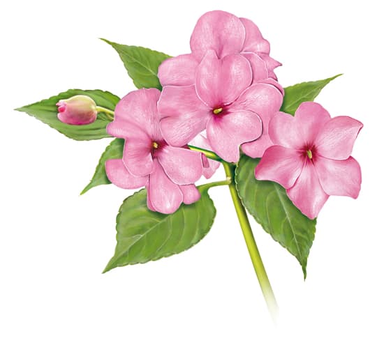 Impatience de Nouvelle-Guinée