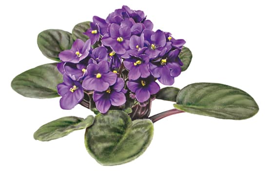 Saintpaulia ou violette du Cap