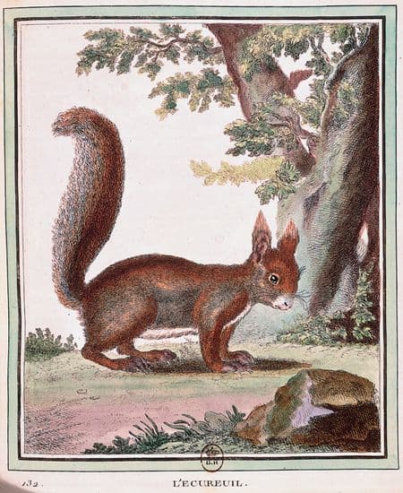 Buffon, Collection des animaux quadrupèdes : l'écureuil