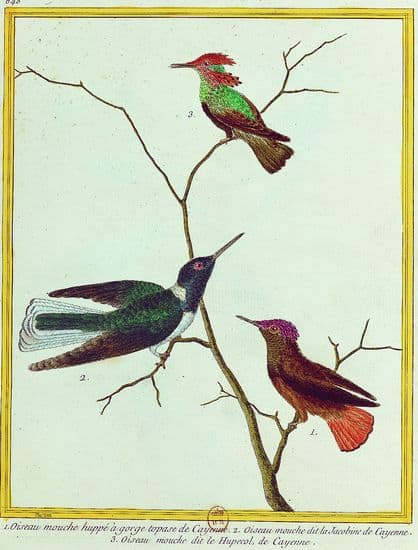 Buffon, Histoire naturelle : les oiseaux mouches