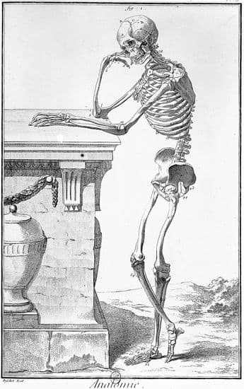 Planche extraite de l'Encyclopédie : anatomie