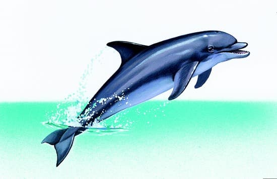 Dauphin souffleur