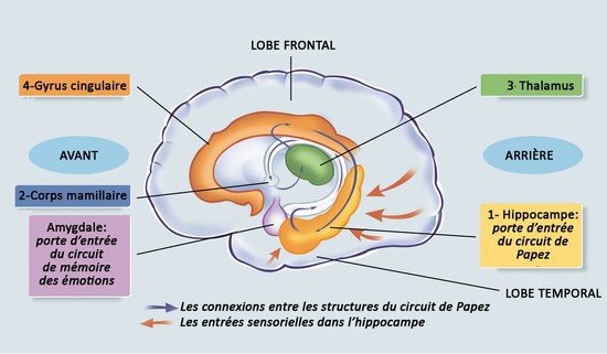 Hippocampe et amygdale : les circuits de mémorisation