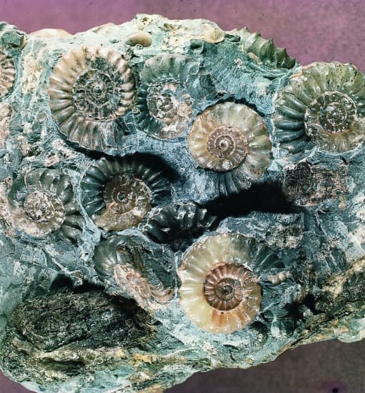 Calcaire à ammonites