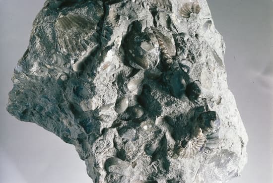Fossiles dans un nodule calcaire