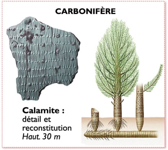 carbonifère - LAROUSSE