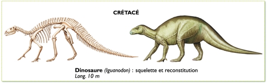 iguanodon, dinosaure du crétacé