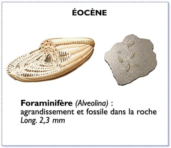alveolina, foraminifère de l'éocène