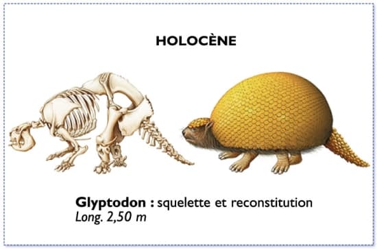 glyptodon, tatou de l'holocène