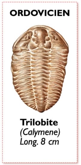 trilobite calymène de l'ordovicien