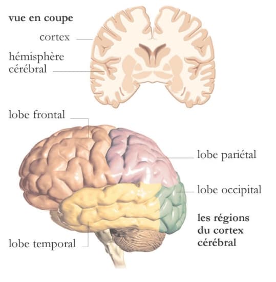 Régions du cortex cérébral – Média LAROUSSE