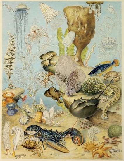 Végétaux et animaux de surface des océans.
