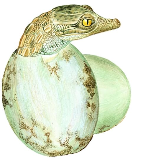 Œuf de crocodile.