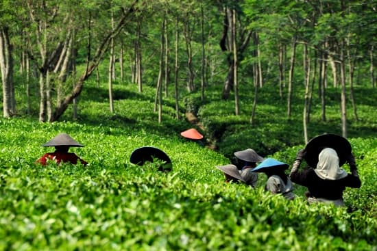 Java, plantation de thé