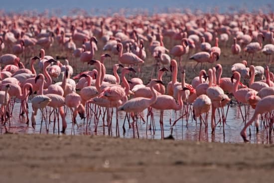 Lac Nakuru