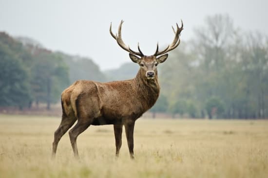 Chauffe-Pieds Cerf