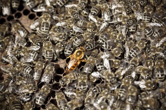 Colonie d'abeilles
