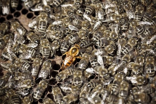 L'abeille est un insecte qui vit en société organisée