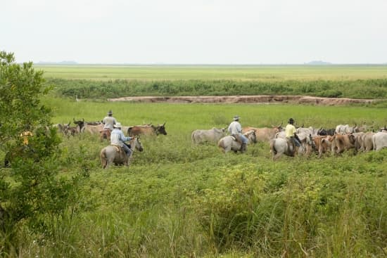 Llanos