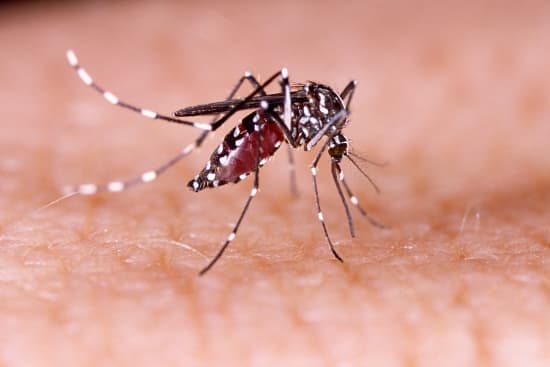 moustique Aedes