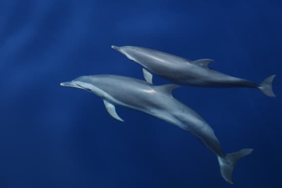 Dauphins en mer