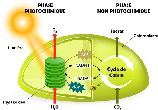 photosynth-se-larousse