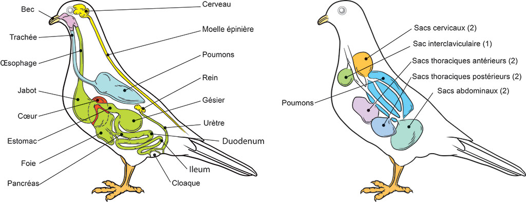 Anatomie d'un oiseau