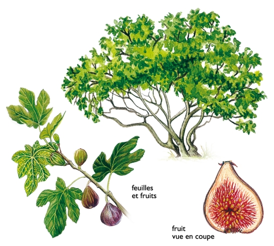 Figuier