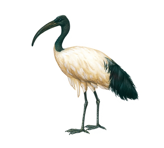 Ibis sacré