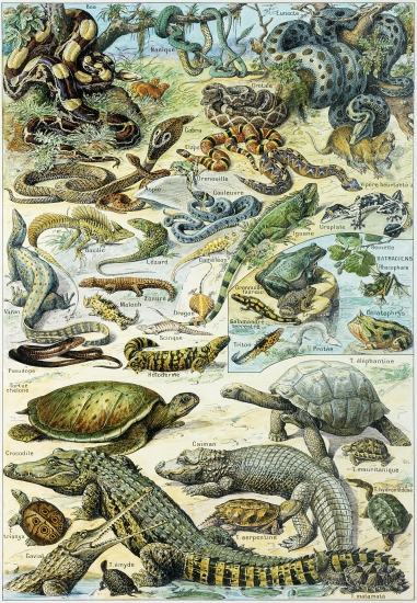 Planche de reptiles