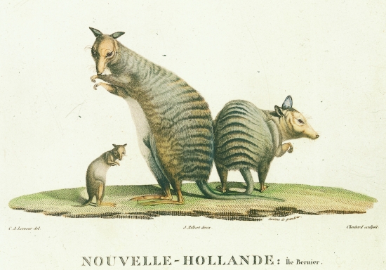 Kangourou à bandes (Bandicot), Australie