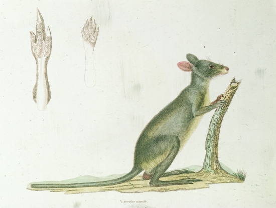 Kangourou d'Aroé (Nouvelle-Guinée)