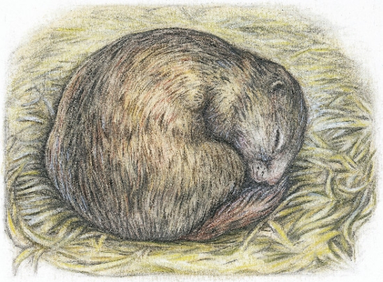 Nid de la marmotte