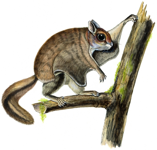 Écureuil volant (polatouche) Écureuil volant (polatouche)