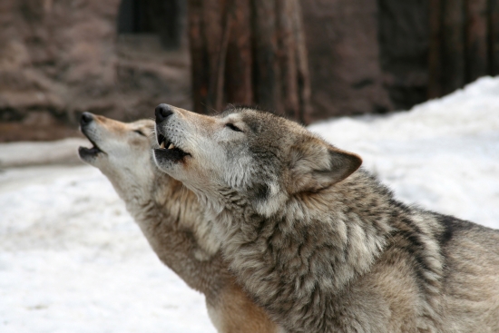 Hurlement de loups