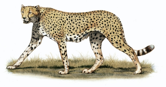 Guépard