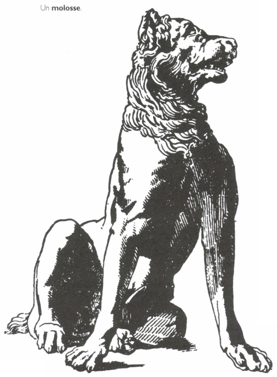 Un molosse.